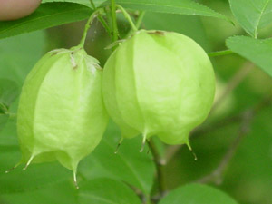 American bladdernut fruit